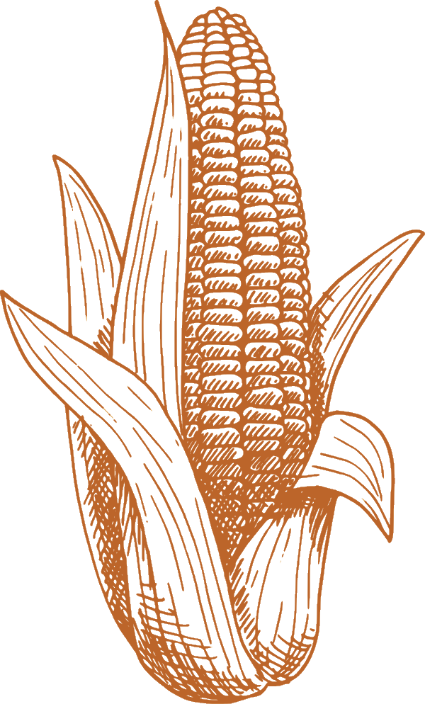 Illustrazione di una pannocchia