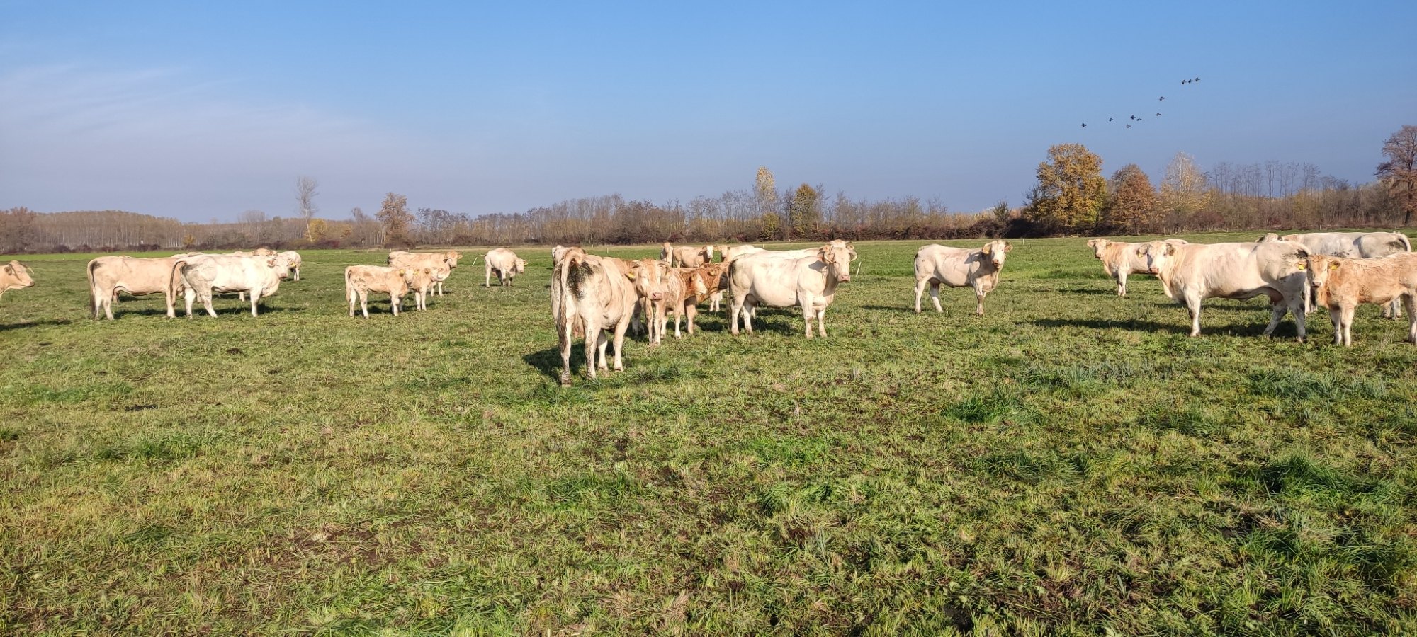 Animali nella struttura agricola